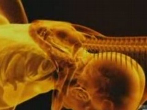 Serpents géants 3 de 3