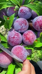 Watch as This Magical Plum Recipe Will Make Your Taste Buds Explode!  #PlumPerfection