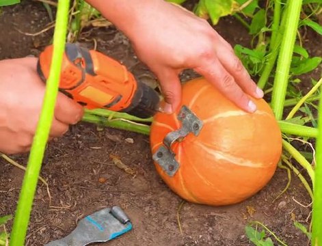 Keep your garden thriving even in August with these smart planting tips!