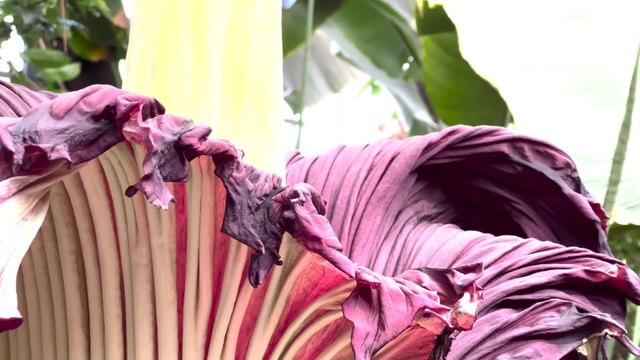 L’arum titan de Gand, surnommé fleur cadavre , est entré en floraison