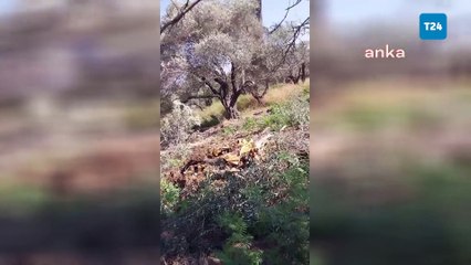 Hatay'da, konutlara yol yapmak için zeytin ağaçlarının sökülmesine tepki: Arazimiz kamulaştırma olmadan gasp usulüyle alınıyor!