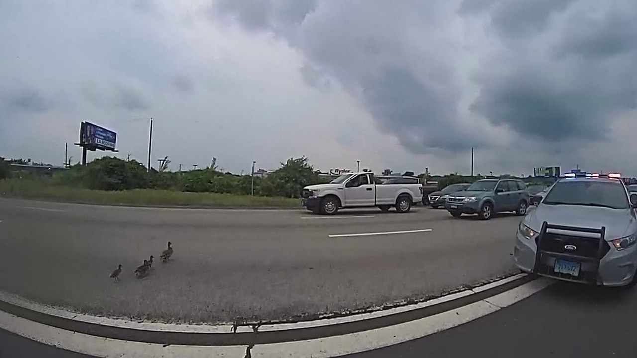 Polizist hält den Verkehr an, um einer Entenfamilie beim Überqueren einer stark befahrenen Autobahn zu helfen