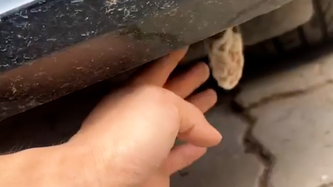 Kätzchen gerettet, nachdem es im rahmen eines autos eingeklemmt war