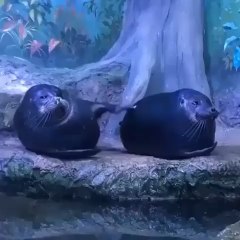 Baybee seals