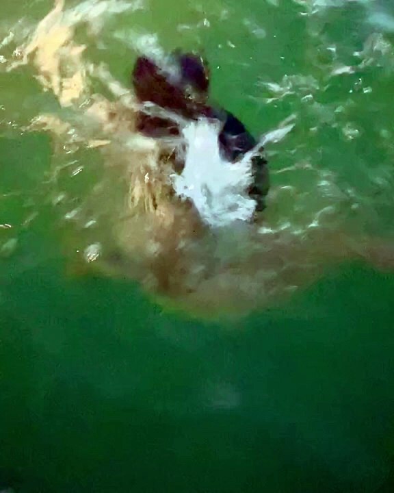 #ytshorts #page99  Salma Hayek Exclusive Hollywood Gossip & Behind the Scenes #celebrities #shorts