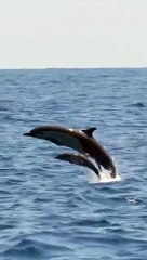 Adorable Baby Dolphins: Nature's Wonders