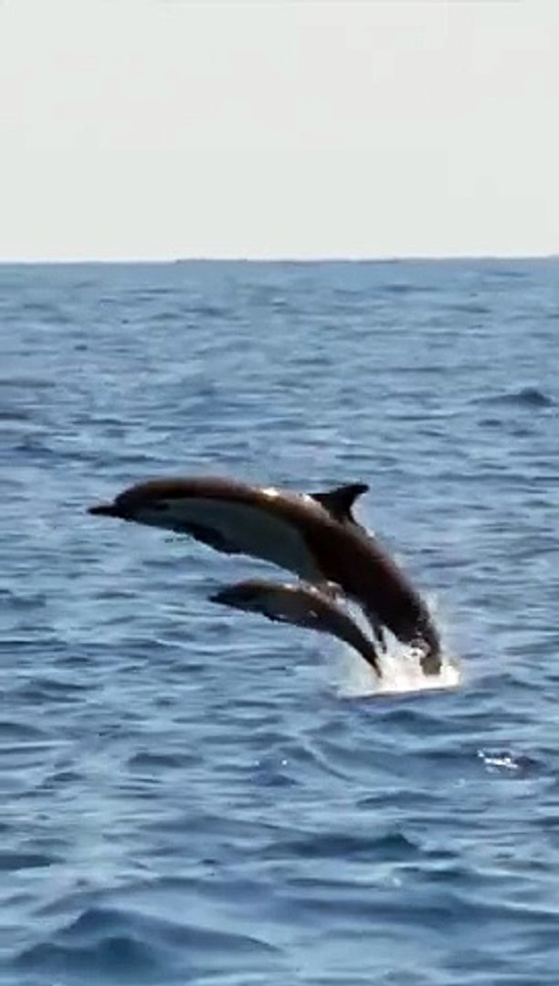 ⁣Adorable Baby Dolphins: Nature's Wonders