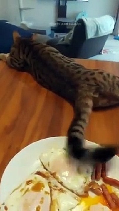 FUNNY CATS EPISODE 67