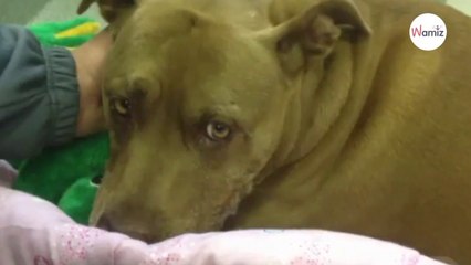 Frauchen stürzt vor einen Zug: Pitbull zögert nicht, aber es bleibt nicht ohne Folgen