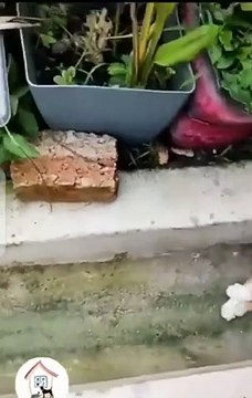 funny cat videos try not to laugh episode 69 cute and adorable cat subscribe for cat wait for end funny cat videos try not to laugh episode 69 cute and adorable cat subscribe for cat wait for end