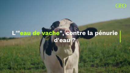 Qu'est-ce que l'"eau de vache", cette solution agricole pour lutter contre la pénurie d'eau?