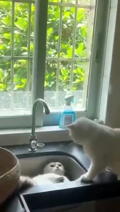 FUNNY CATS EPISODE 70