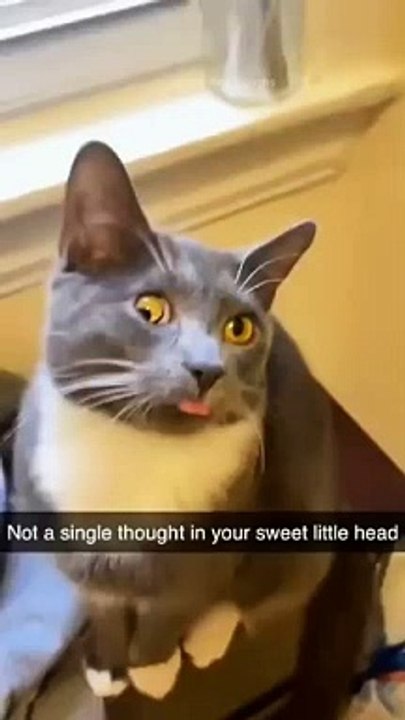funny cats episode 71