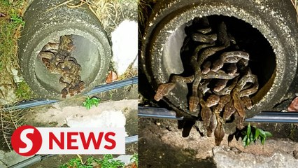 Mother python and her 28 babies captured in drain near Shah Alam restaurant