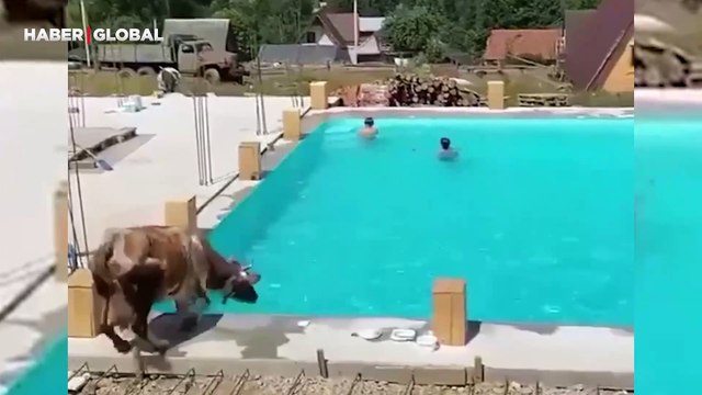 Sıcaklardan bunalan inek kendini bir anda havuza attı, o anlar kahkahaya boğdu