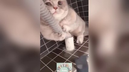 Funny Animals  make U laugh  sooooo HARD!!! #14