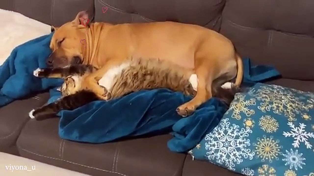 Funny animals video