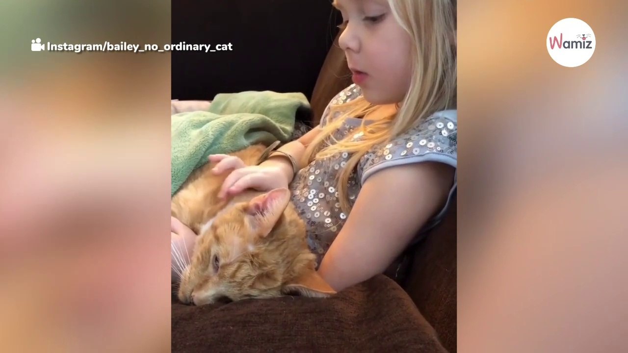 Kätzchen muss sterben: Mädchen singt ein Abschiedslied (Video)