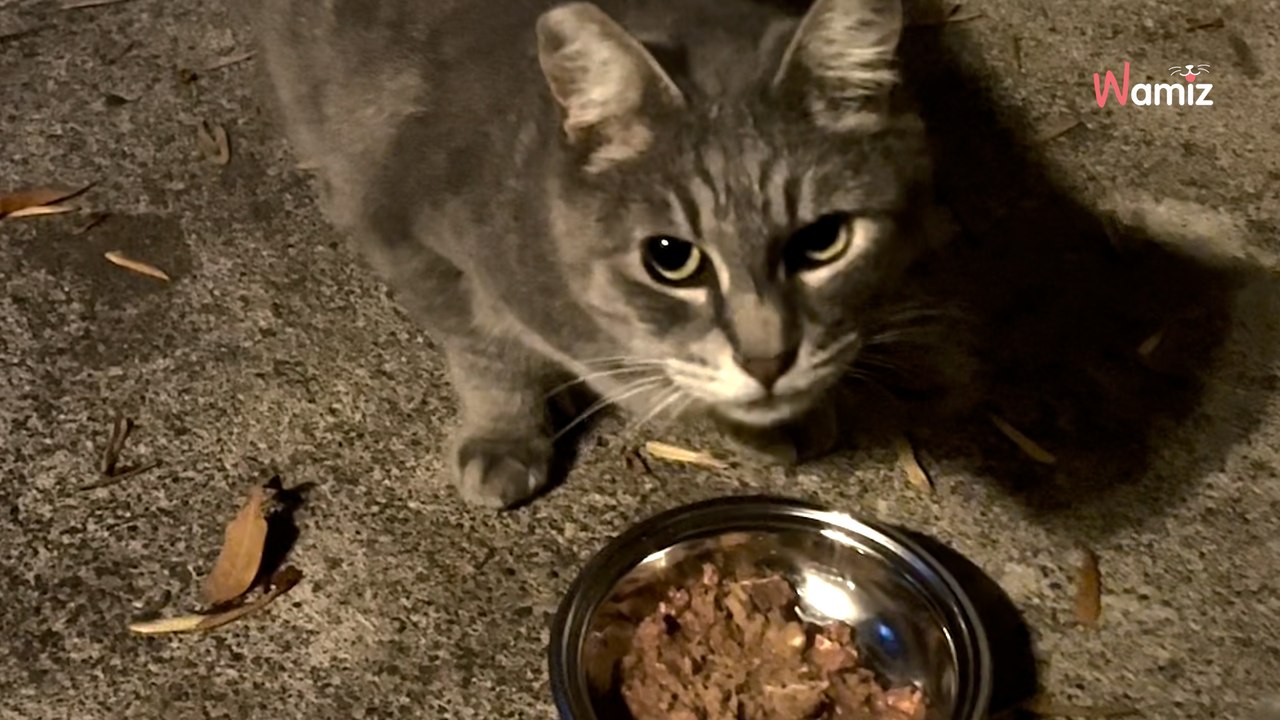 Chaque soir, ce chat attend patiemment devant la fenêtre : quelques secondes plus tard, son invité fait son apparition