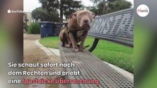 Pitbull auf Parkbank: Frau schaut genau hin und kann der Wahrheit nicht mehr entkommen!