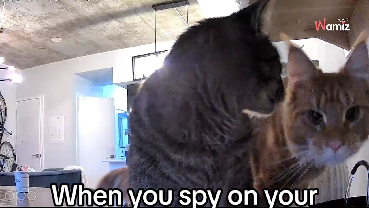 Elle pense surveiller ses deux chats via la caméra : c'était sans imaginer être l'arroseur arrosé (vidéo)