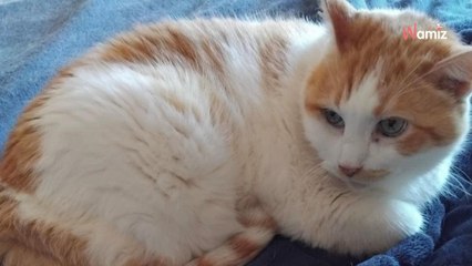 À cause de ses 9kg, la santé de ce chat commence à se dégrader : il doit changer d'environnement de vie