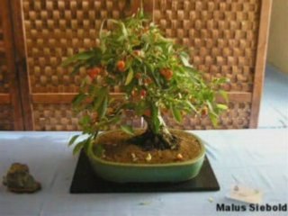 bonsaïs chansons Thierry Amiel