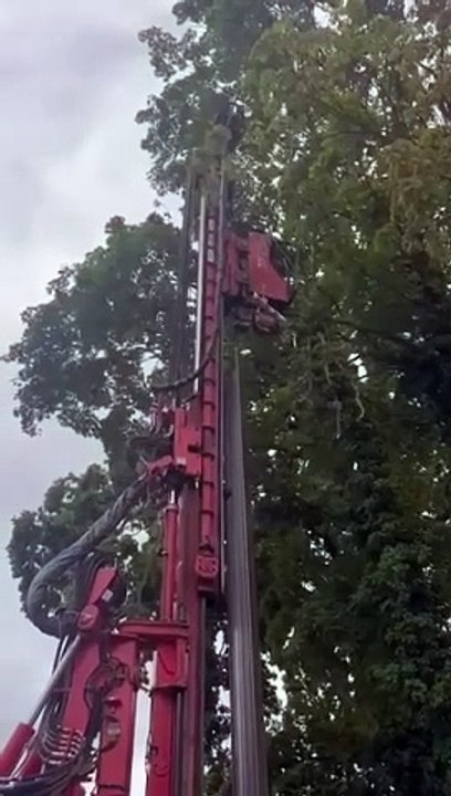 Wycinka drzew w Międzyzdrojach