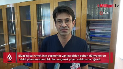 Su içerken dünyanın en zehirli yılanı ısırdı! Böyle hayatta kalmayı başardı