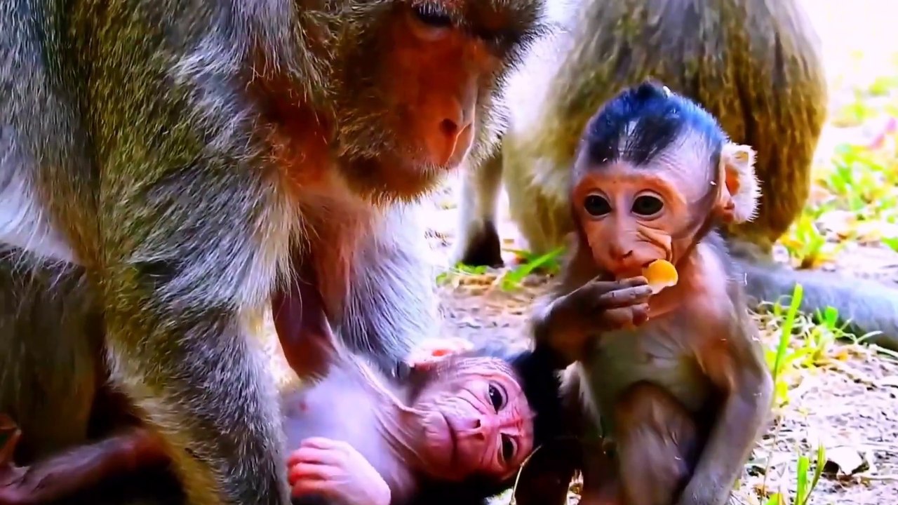 This Newborn Monkey's Incredible