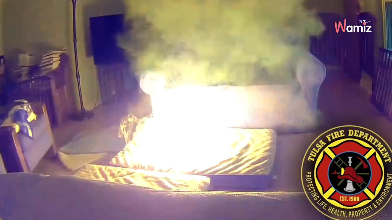 SCHOCK-Video aus dem Wohnzimmer: Was haben die Hunde da nur angestellt?