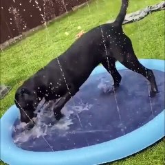 Paws and Waves: A Dog's Day Out