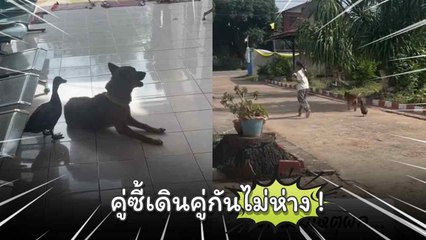 โมเมนต์น่ารัก ๆ ของเจ้าตูบกับเจ้าเป็ด คู่ซี้เดินคู่กันไม่ห่าง !