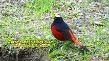 White-Capped River Chat Call: Hear the Unique Sound and Learn Its Names!