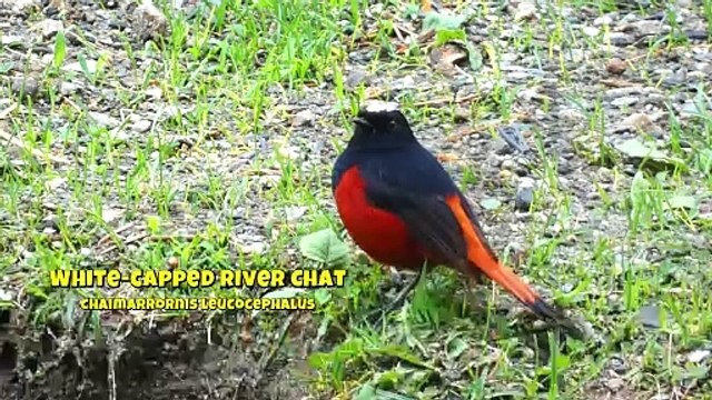 White-Capped River Chat Call: Hear the Unique Sound and Learn Its Names!