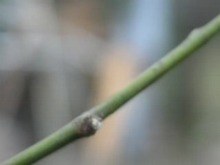 The spring, blossoms a willow