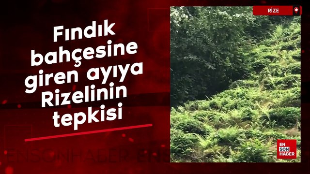 Fındık bahçesine giren ayıya Rizelinin tepkisi: İnsan bir izin alır