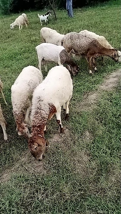 Animal farm