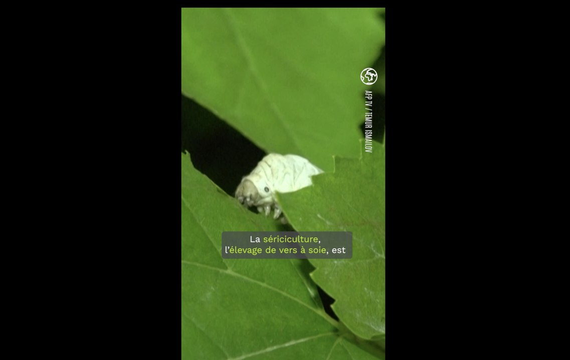 En Ouzbékistan, la relance de l'industrie de la soie