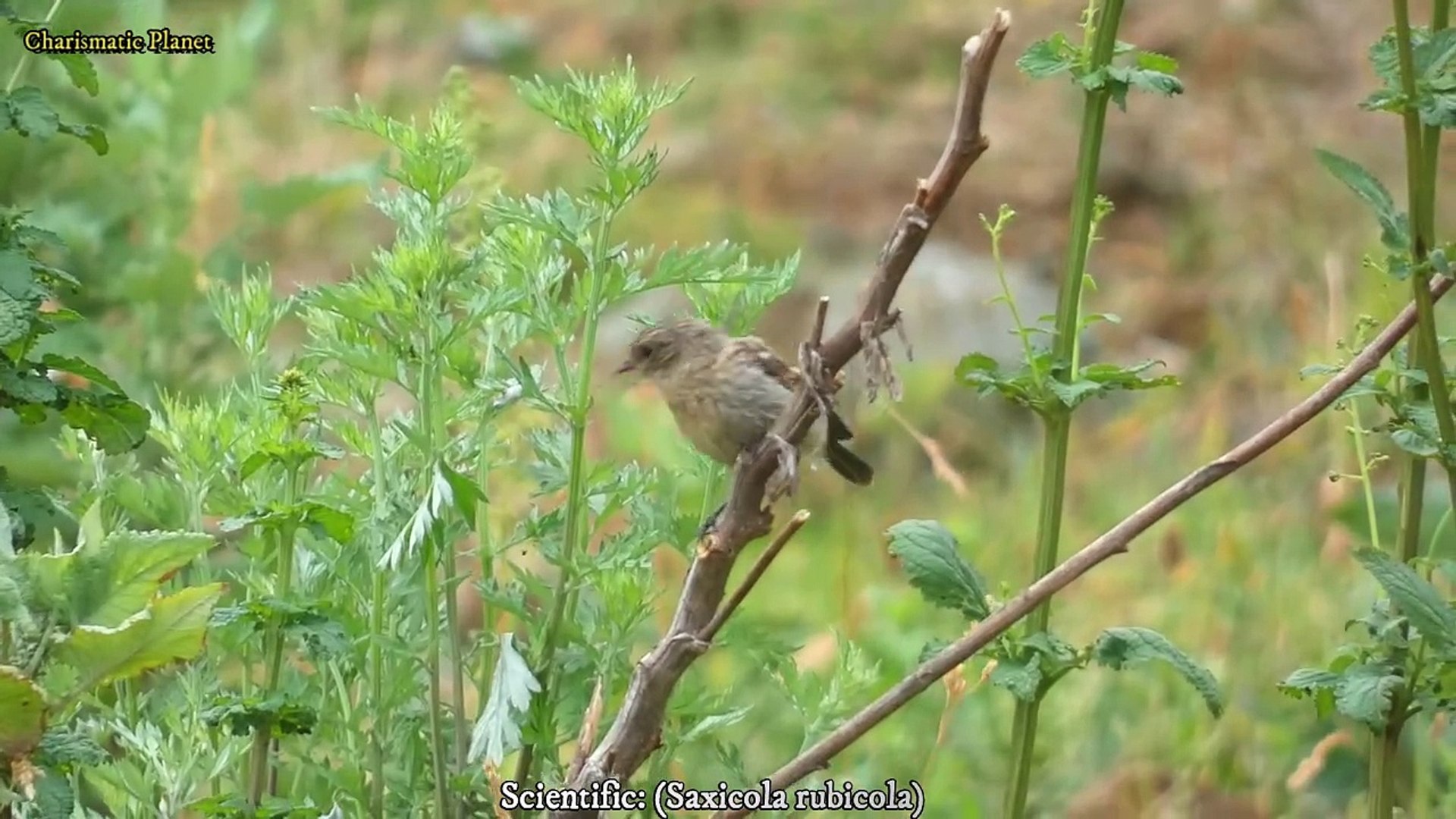 ⁣European Stonechat Call: Hear the Unique Sound and Learn Its Names!