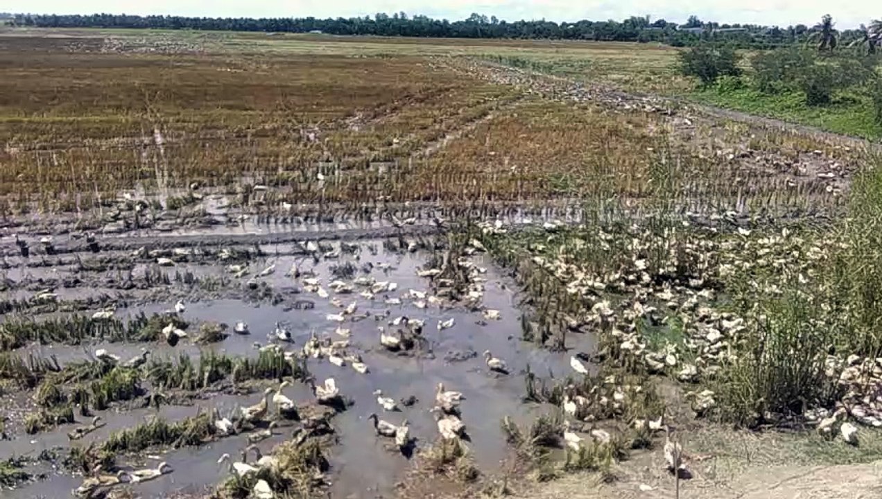 Raising duck on the field - nuôi vịt chạy đồng