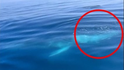 Aparece por sorpresa una gigantesca ballena en Marbella y 'saluda' al mejor público posible