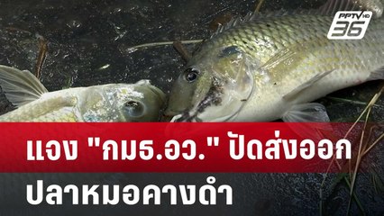 แจง "กมธ.อว." ปัดส่งออกปลาหมอคางดำ | เข้มข่าวค่ำ | 8 ส.ค. 67