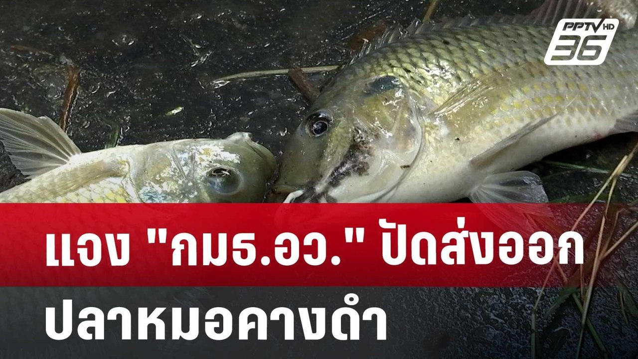 แจง "กมธ.อว." ปัดส่งออกปลาหมอคางดำ | เข้มข่าวค่...