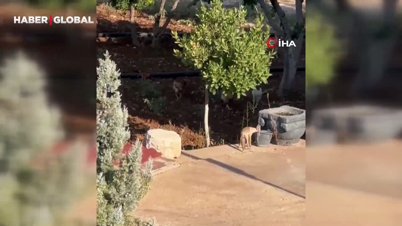 Urfa'da tavuklar su içmeye gelen tilkiyi bağırarak uzaklaştırdı: 