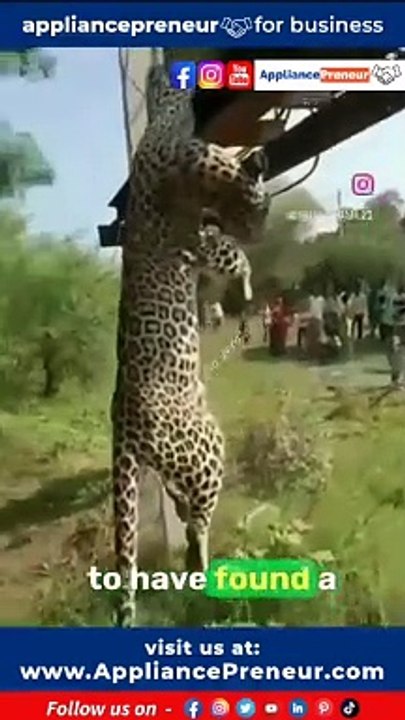 Leopard climbs electric pole - dies of electrocution - #safetyfirstWelcome to the Appliancepreneur Instagram Community.This is a story about a Leopard, He climbed an electric pole in the forest of India and was Ele