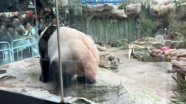 Mischievous panda surprises visitors by urinating on glass pane enclosure