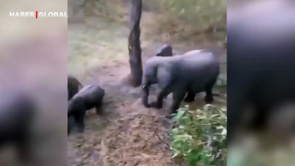 Yavrularını korumak isteyen fil ailesinin yaptıkları aslanı geri çevirdi