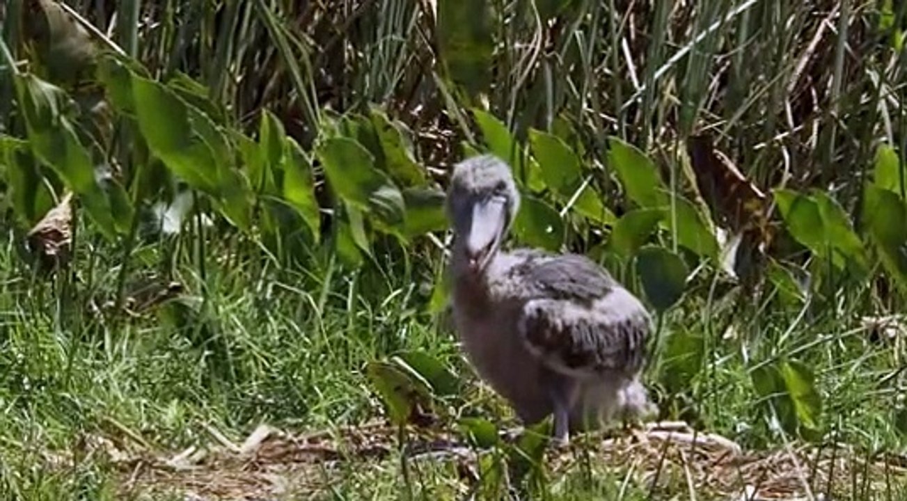 BBC Africa E02 Savannah