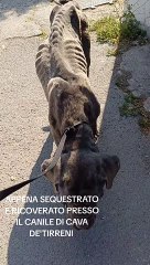 Morto Bruce, il cane legato e denutrito per 10 giorni